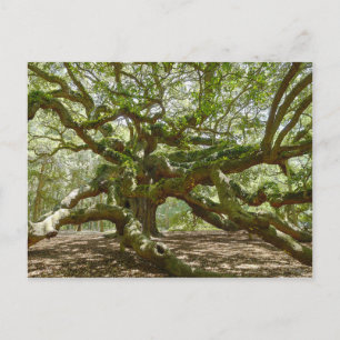 Carte Postale Chêne d'ange puissant