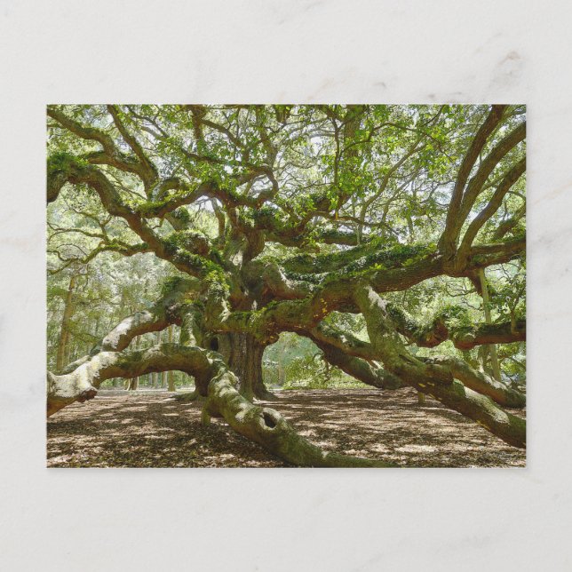 Carte Postale Chêne d'ange puissant (Devant)