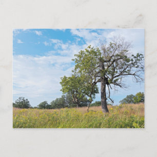 Carte Postale Chêne de Burr et prairie