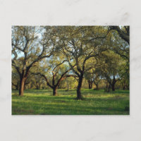 Chêne de liège, Alentejo, Portugal en Europe