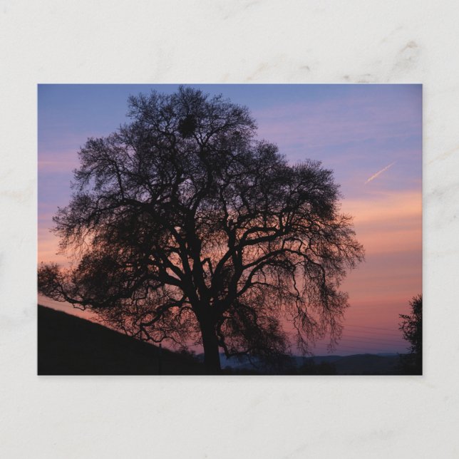 Carte Postale Chêne d'hiver au coucher du soleil (Devant)