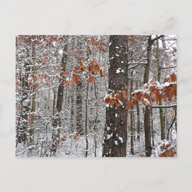 Carte Postale Chênes couverts de neige hiver Photographie de la  (Devant)
