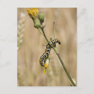 Carte Postale chenille
