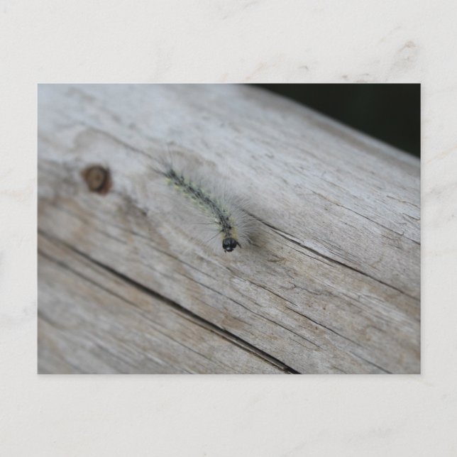 Carte Postale Chenille (Devant)