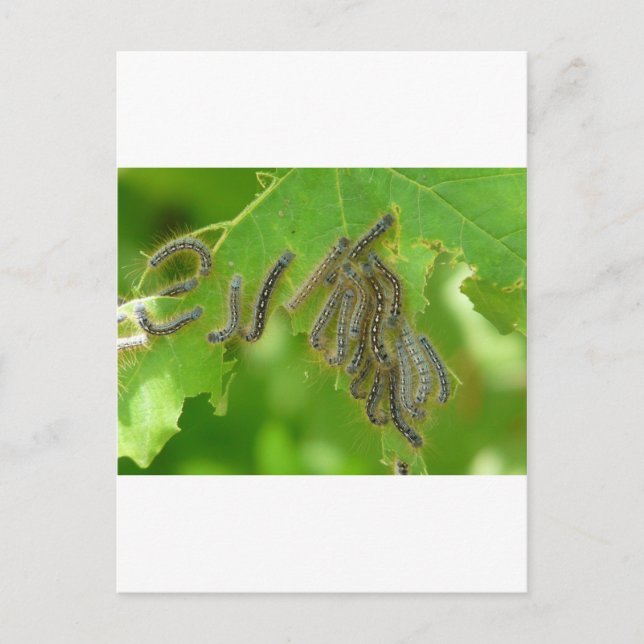 Carte Postale chenilles (Devant)
