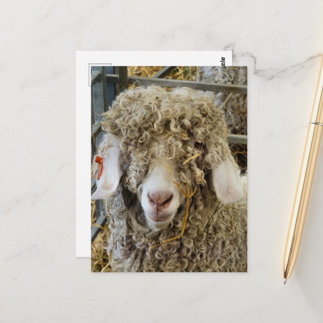 CARTE POSTALE CHÈQUE CUTE (Devant/Arrière en situation)