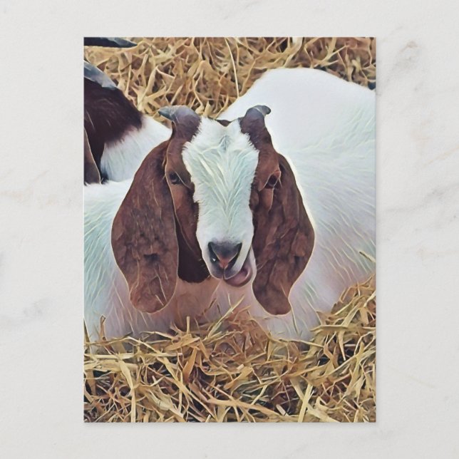 CARTE POSTALE CHÈQUE CUTE (Devant)