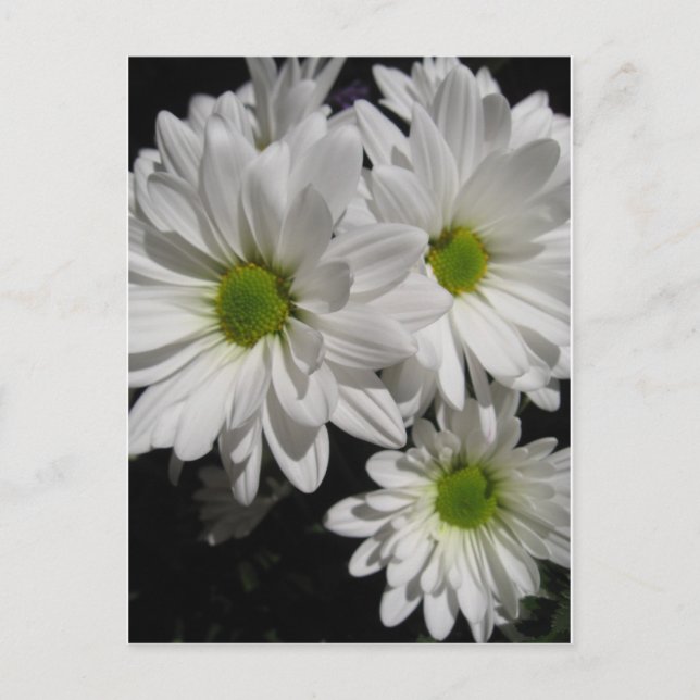 Carte Postale Chères Marguerites (Devant)