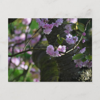 Carte Postale Cherry blossom 
