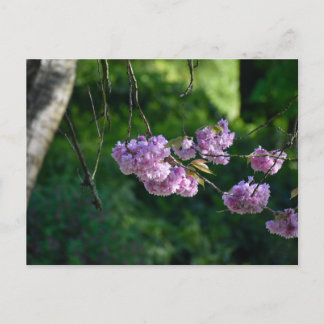 Carte Postale Cherry blossom 