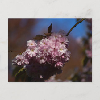 Carte Postale Cherry blossom 