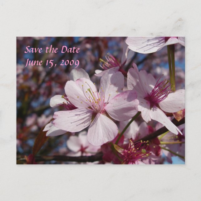 Carte postale Cherry Blossom (Devant)