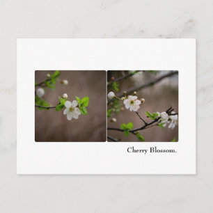 Carte postale Cherry Blossom