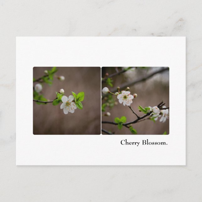 Carte postale Cherry Blossom (Devant)