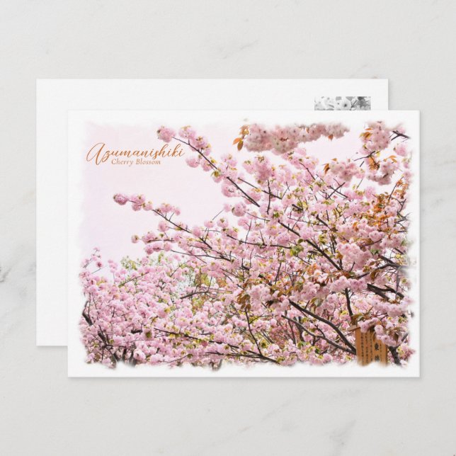 Carte Postale Cherry Blossom "Azuma-nishiki" ポストカード (Devant / Derrière)