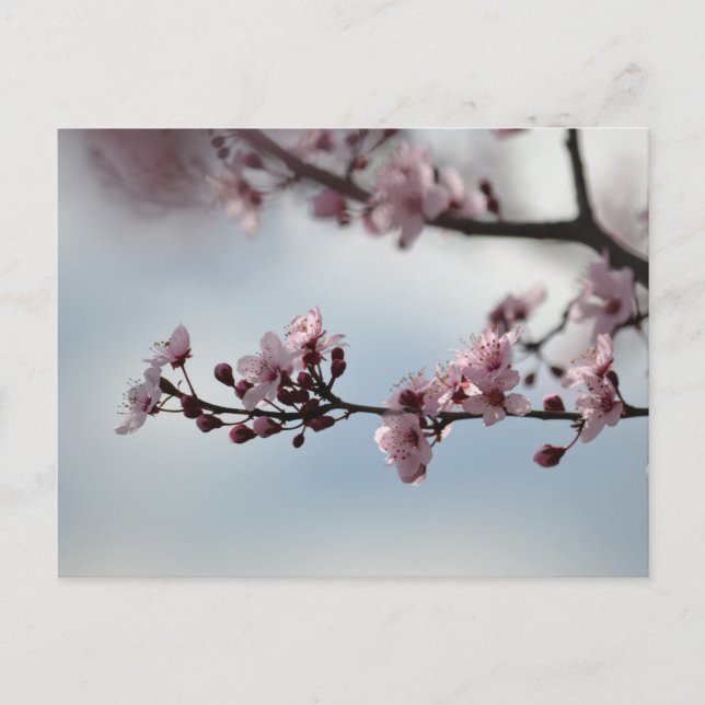 Carte Postale Cherry Blossom et Sky (Devant)