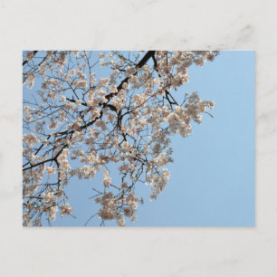 Carte Postale Cherry Blossom : Japon