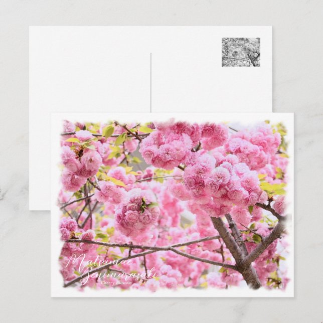 Carte Postale Cherry Blossom "Matsumae-benimurasaki" ポストカード (Devant / Derrière)