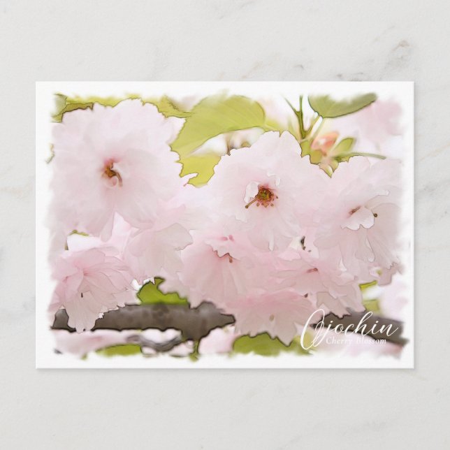 Carte Postale Cherry Blossom "Ojochin" ポストカード (Devant)