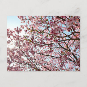 Carte Postale Cherry Blossom : Tokyo, Japon