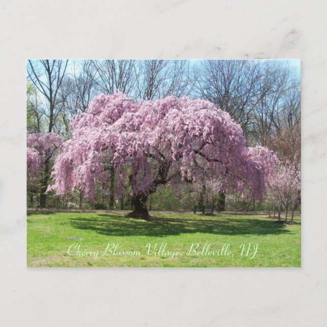 Carte Postale Cherry Blossom Village 03 (Devant)