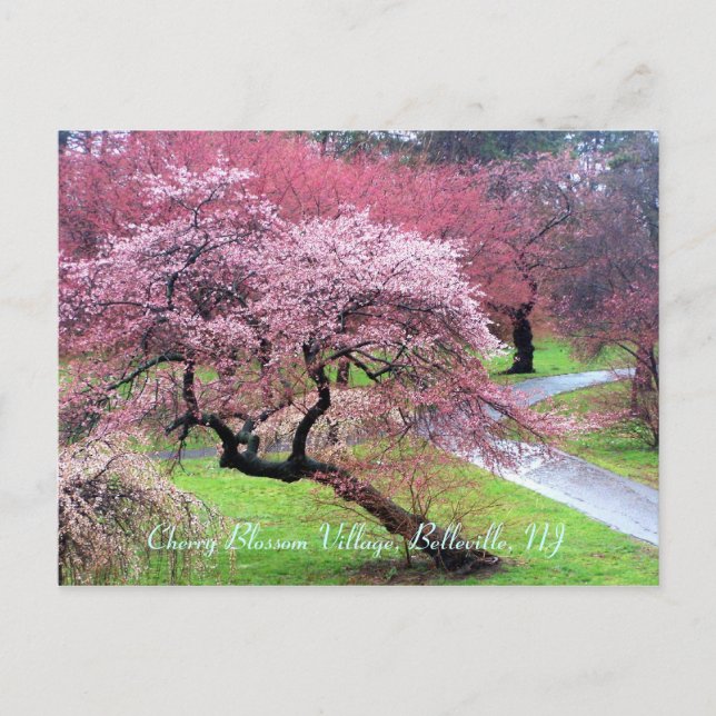 Carte Postale Cherry Blossom Village 05 (Devant)