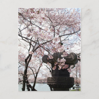 Carte Postale Cherry Blossom Washington DC