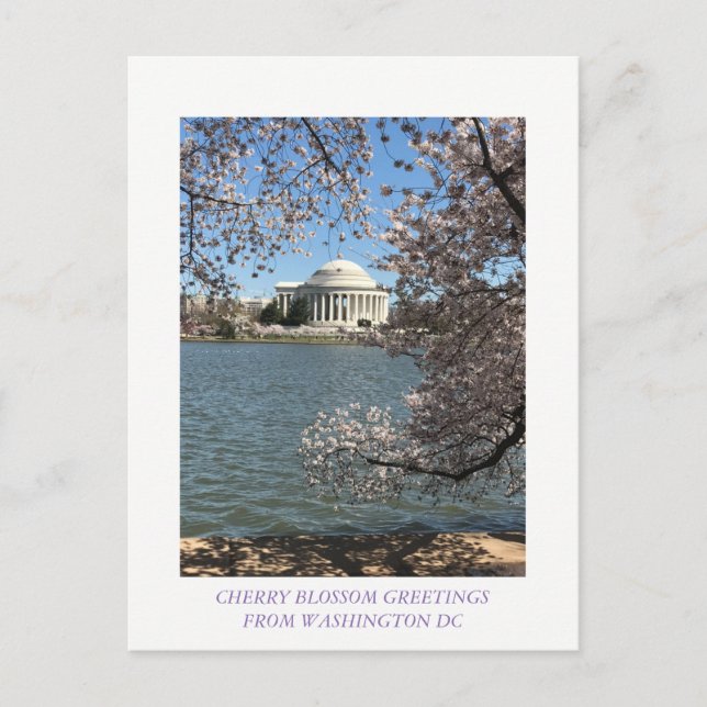 CARTE POSTALE CHERRY BLOSSOM WASHINGTON DC (Devant)