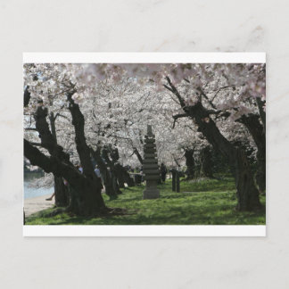 Carte Postale Cherry Blossom Washington DC