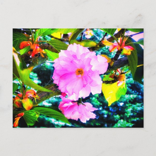 CARTE POSTALE CHERRY BLOSSOMS (Devant)