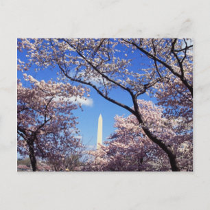 Carte Postale Cherry Blossoms à Washington D.C.