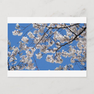 Carte Postale Cherry Blossoms à Washington DC