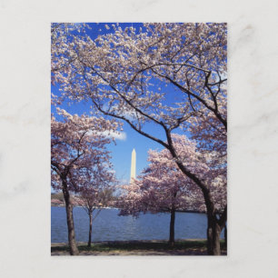 Carte postale Cherry Blossoms à Washington DC