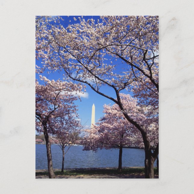 Carte postale Cherry Blossoms à Washington DC (Devant)