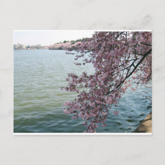Carte Postale Cherry Blossoms à Washington DC