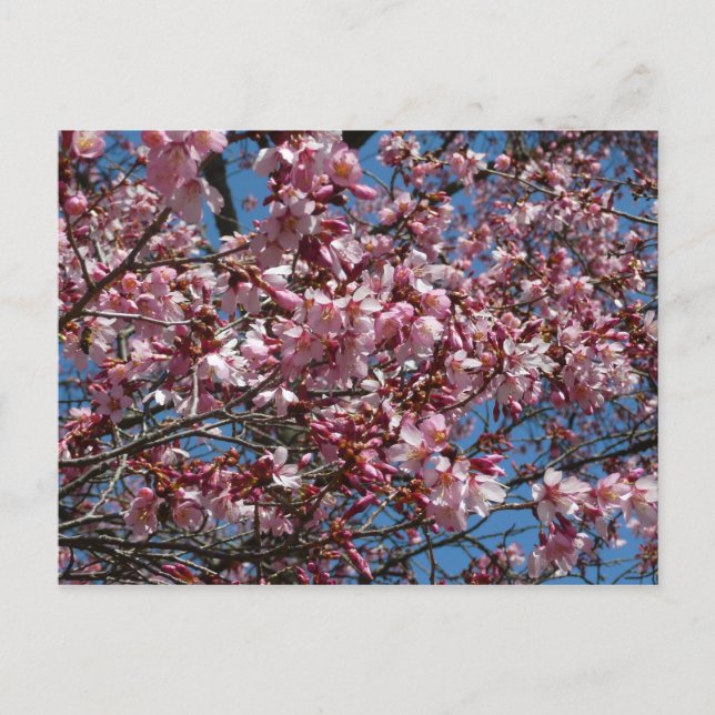 Carte Postale Cherry Blossoms et Blue Sky Spring Floral (Devant)