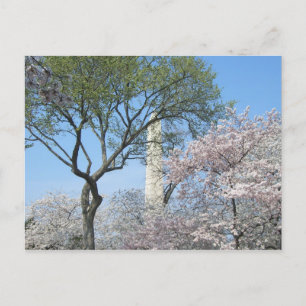 Carte Postale Cherry Blossoms et le monument de Washington à DC