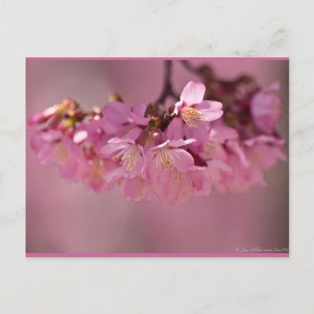 Carte Postale Cherry Blossoms Hot Spring 2012 Vêtements & Cadeau (Devant)