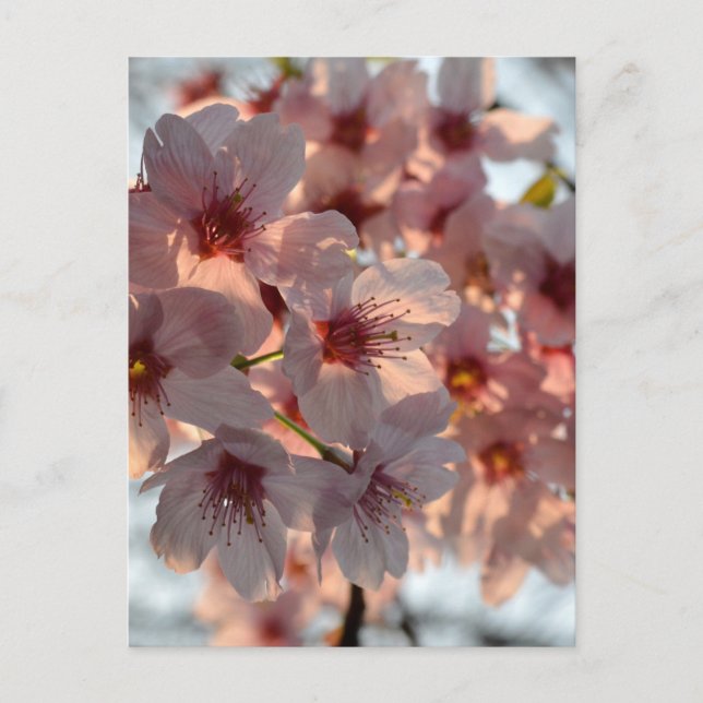 Carte Postale Cherry Blossoms: Japan  (Devant)