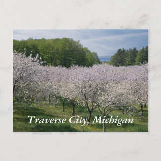 Carte Postale "Cherry Blossoms" Postcard