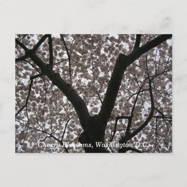 Carte Postale Cherry Blossoms, Washington D.C. (Devant)