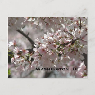 Carte Postale Cherry Blossoms : Washington, DC Postcard