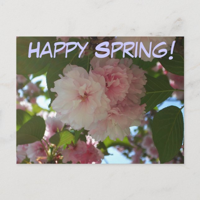 Carte Postale Cherry Tree I Spring Floral (Devant)