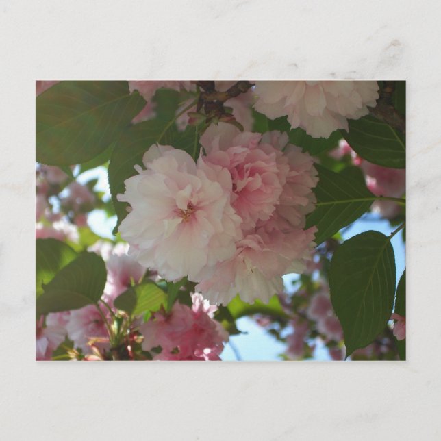 Carte Postale Cherry Tree I Spring Floral (Devant)