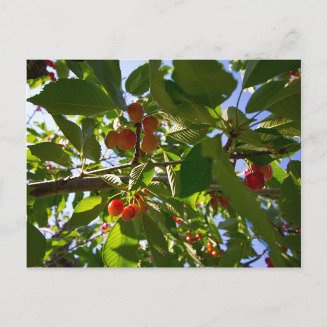 Carte Postale Cherry Tree, Michigan (Devant)