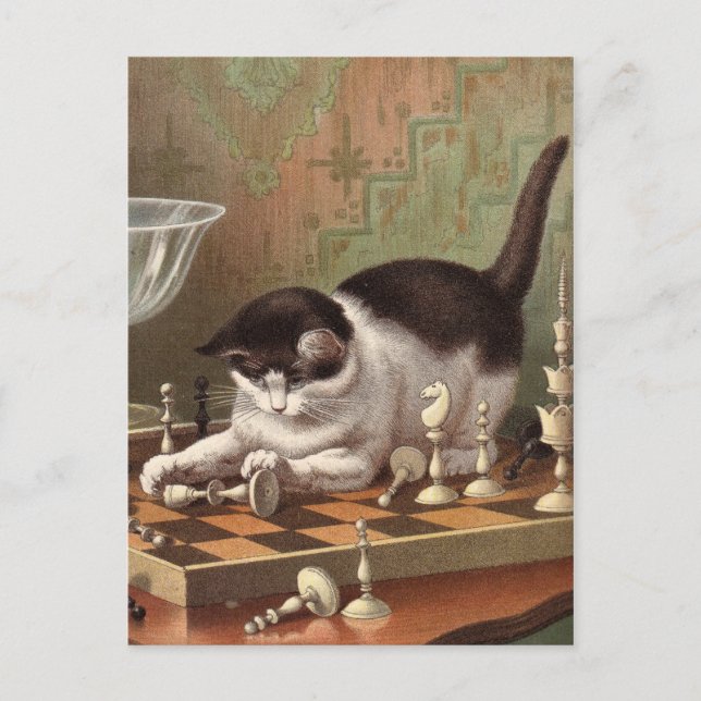 Carte postale Chess Cat (Devant)