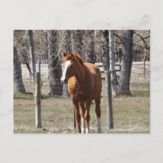 Carte postale Chestnut Horse