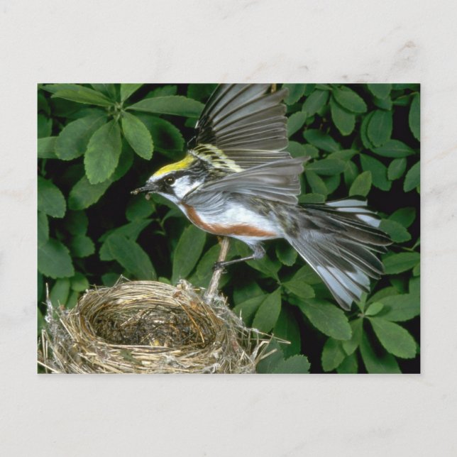 Carte Postale Chestnut Paruline atterrissant sur le nid (Devant)