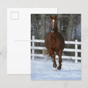 Carte Postale Chestnut Trakehner Stallion In The Snow