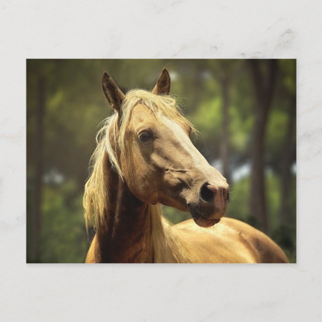 Carte Postale cheval (Devant)